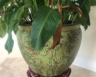 Planter with Plant