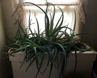 Aloe plant and large planter