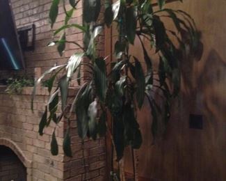 Large corn plant