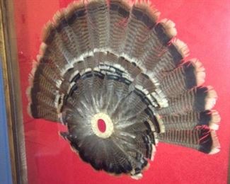 Framed turkey feathers