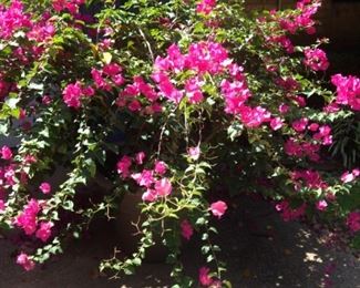One of three huge bougainvilleas