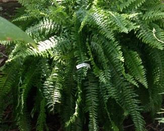 Incredibly large fern