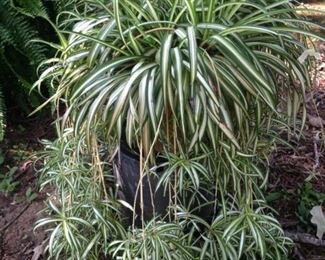 Another healthy plant selection