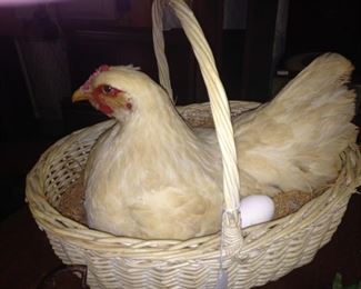 Hen in a basket