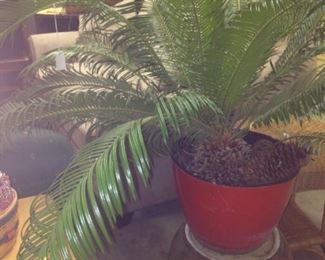 Live sago palm tree