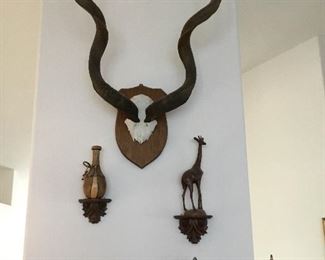 huge African giant kudu horns – $250