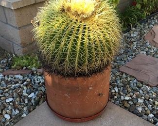 barrel cactus large $70