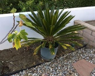 large Cycade Palm – price $80