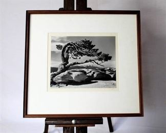 Black & White Framed Photo Print - Tree on a mountaintop - signed