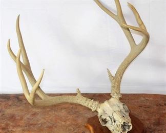 Deer Skull with antlers