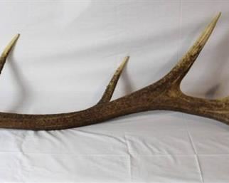 Elk Antler