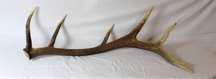 Elk Antler