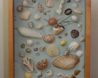 Shadowbox of Seashells