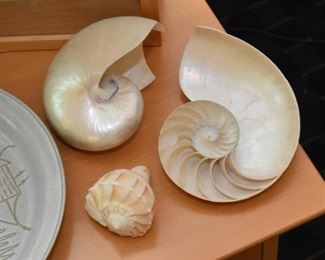 Seashells