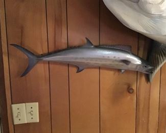 Mackerel - 30” long, 12 pounds