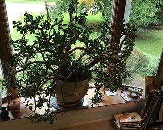 Huge Jade Plant