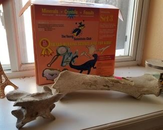 Fossil kits 