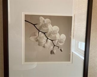 120. Photo of Orchid by Asorjani (18" x 22")