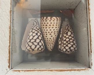 Framed Shell Collections
