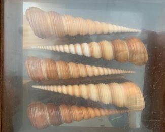 Framed Shell Collections