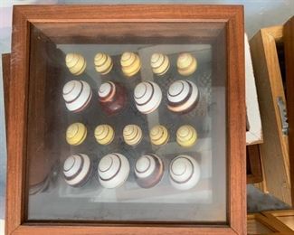 Framed Shell Collections