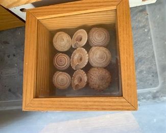 Framed Shell Collections