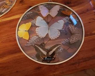 Brazilian butterflies under glass