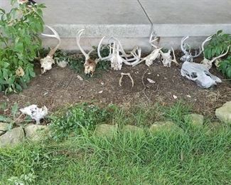 assorted skulls