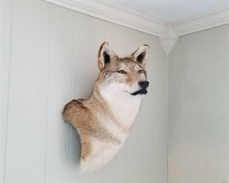 coyote mount