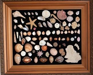 Vintage Seashells Framed