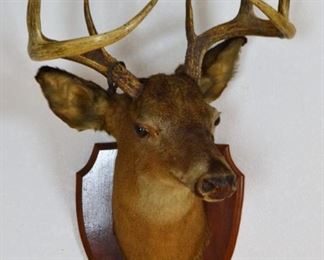 Vintage Mule Deer Mount