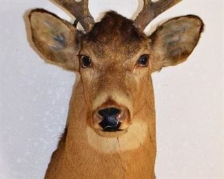 Vintage Deer Mount