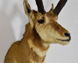 Vintage Pronghorn Antelope Mount