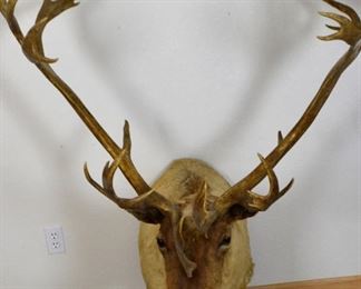 Vintage HUGE Caribou Mount