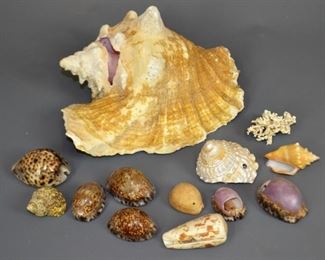Sea Shells