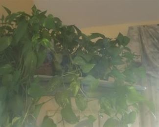 plants throughout for sale
