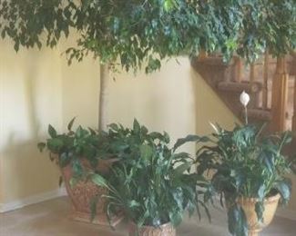 Plants and More plants. The one in the back is a very large foyer plant