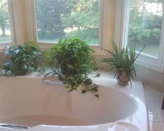 plants throughout the home