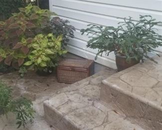 outdoor plants and indoor plants