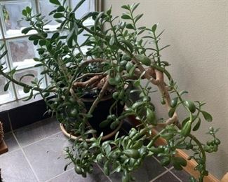 Large Jade plant