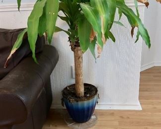 Live Plants
