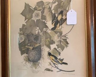 Antique Botanical Print