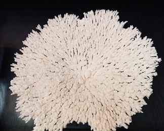 The most beautiful piece of white coral!