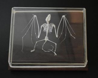 Taxidermy Bat Skeleton Paperweight