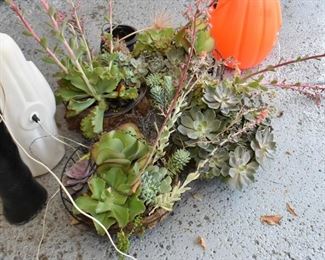 Hanging Baskets with Succulents