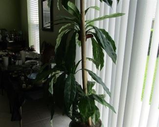 GREAT LOOKING TREE.. GREAT ANYWHERE