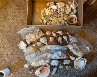 large amount of beautiful shells