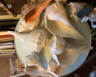 beautiful large conch shells