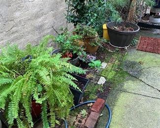 Check out this backyard sanctuary! Beautiful plants ready to take home!