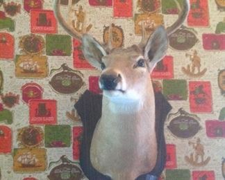 8 point deer mount
